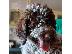 PoulaTo: Κουτάβια Lagotto Romagnolo